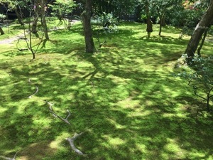 IMG_7339.jpg
