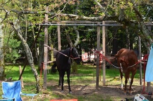 DSC_0141.jpg