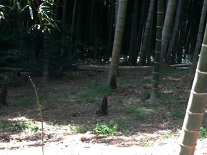 k150417_08.jpg